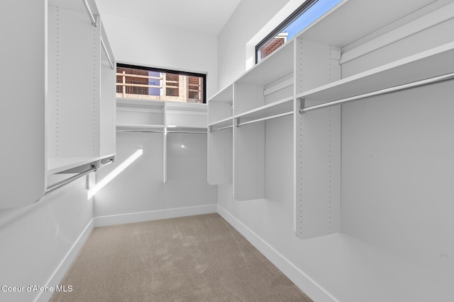 spacious closet featuring carpet