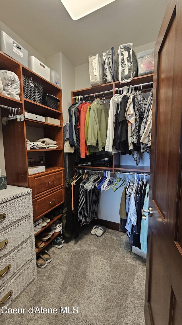 spacious closet featuring carpet floors