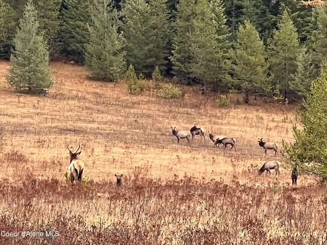 view of local wilderness