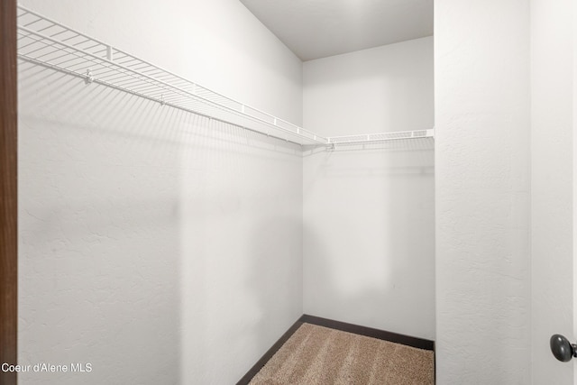 walk in closet featuring carpet flooring