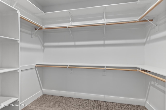 walk in closet featuring carpet floors