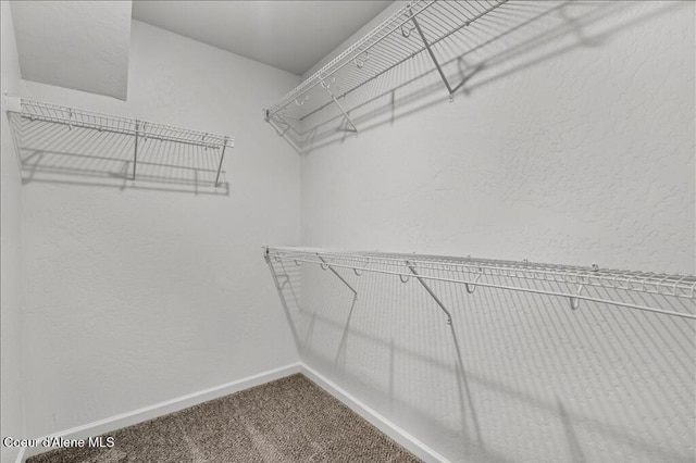 spacious closet featuring carpet