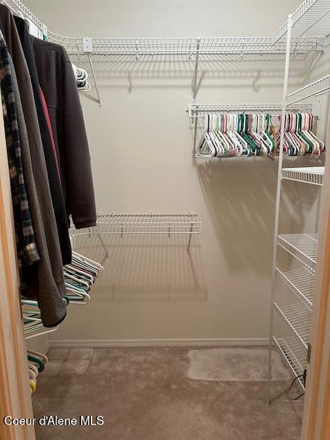spacious closet featuring carpet