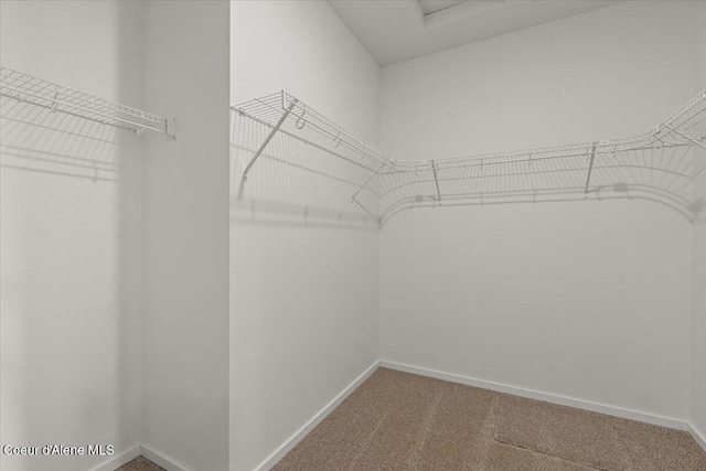 walk in closet featuring carpet flooring