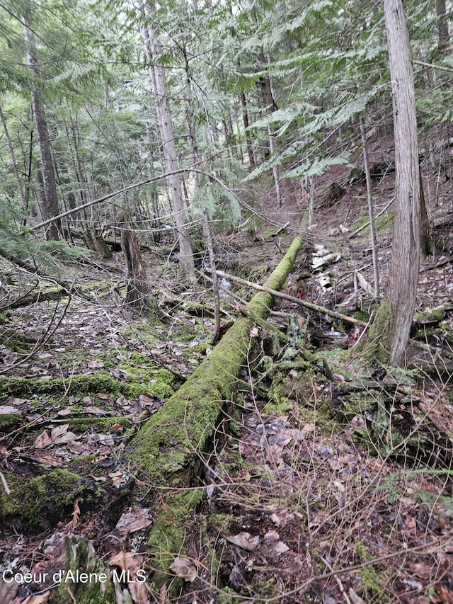 view of local wilderness