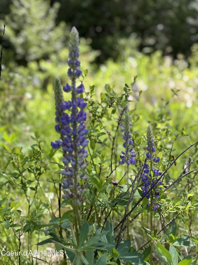 NNA Tanglewood Dr, Priest River, ID 83856