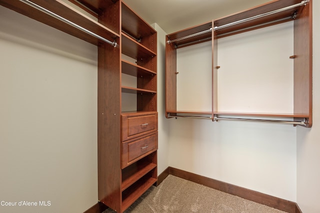 spacious closet featuring carpet flooring