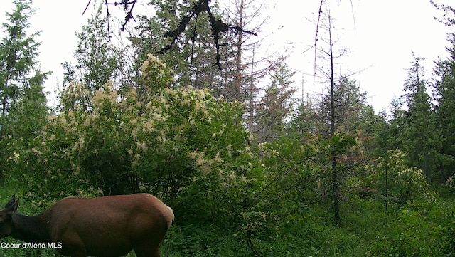 view of nature with a wooded view
