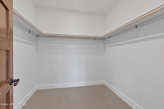 walk in closet featuring carpet floors