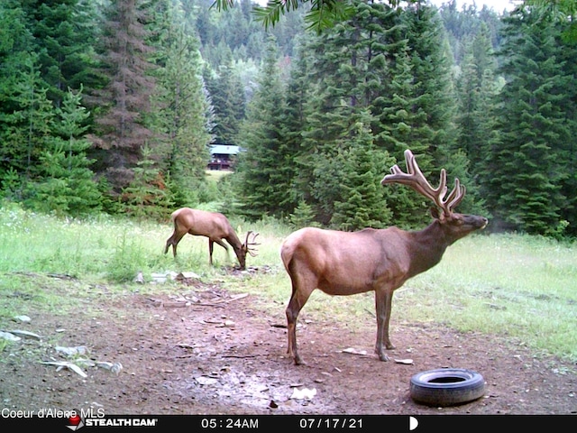 1728 Dry Creek Rd, Clark Fork, ID 83811 - exterior view of a forest