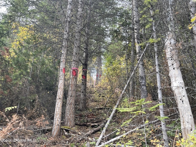 1728 Dry Creek Rd, Clark Fork, ID 83811 - view of wooded area