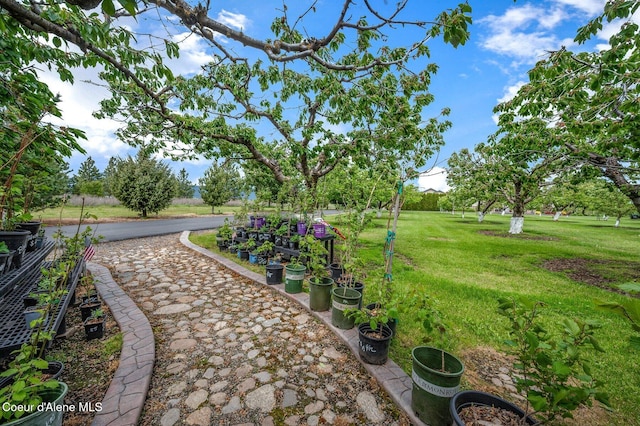 2795 Boekel Rd, Rathdrum, ID 83858 - view of grassy yard