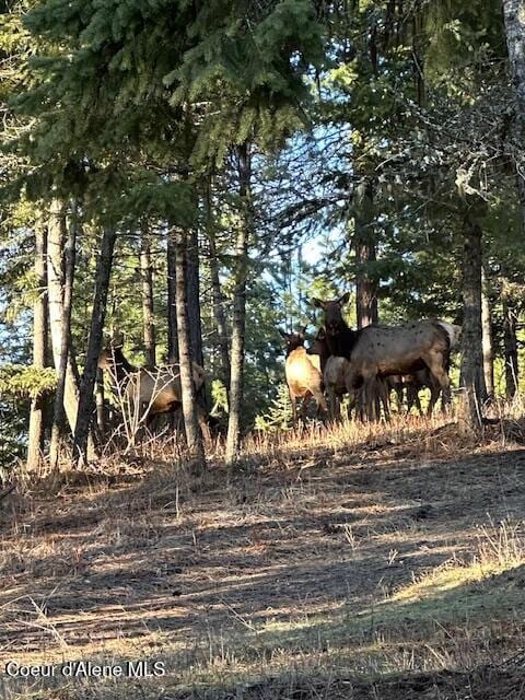 9057 W Benton Way, Coeur Dalene, ID 83814 - view of undeveloped land