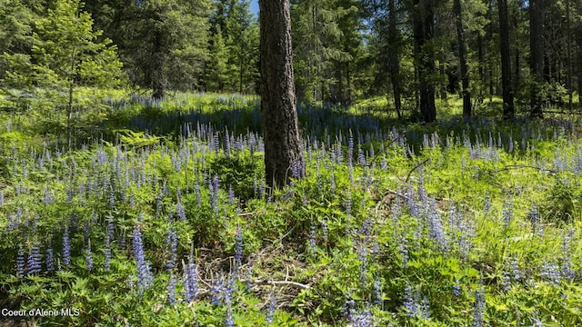 TBD Kreiger Creek Rd, Careywood, ID 83809