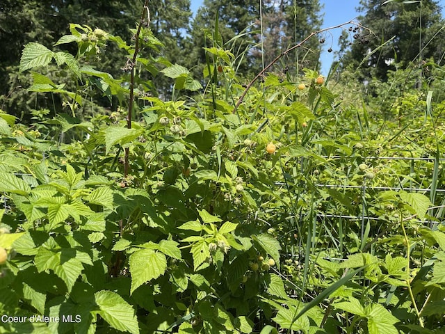 2447 Turner Hill Rd, Bonners Ferry, ID 83805 - photo 99