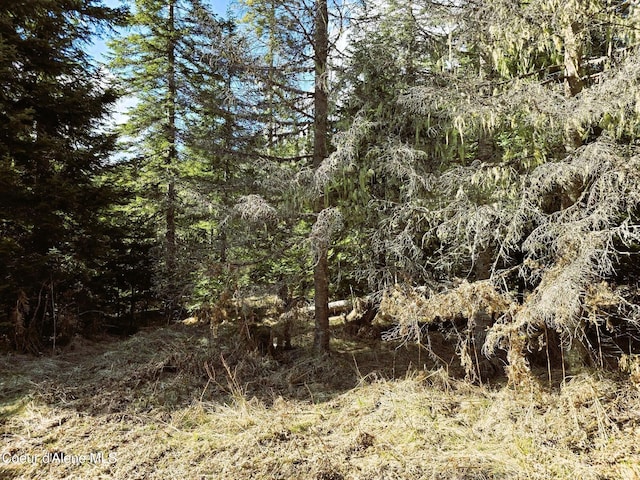 1484 W Elkhorn Meadows Rd, Fernwood, ID 83830 - view of woods
