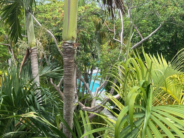 8 Kestral Way, Key West, FL 33040 - exterior view