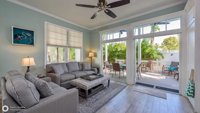 living room featuring ornamental molding, ceiling fan, and light wood-type flooring