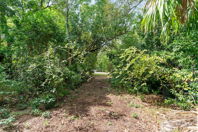 view of local wilderness