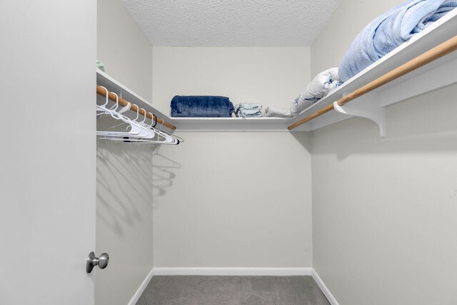 walk in closet with carpet floors