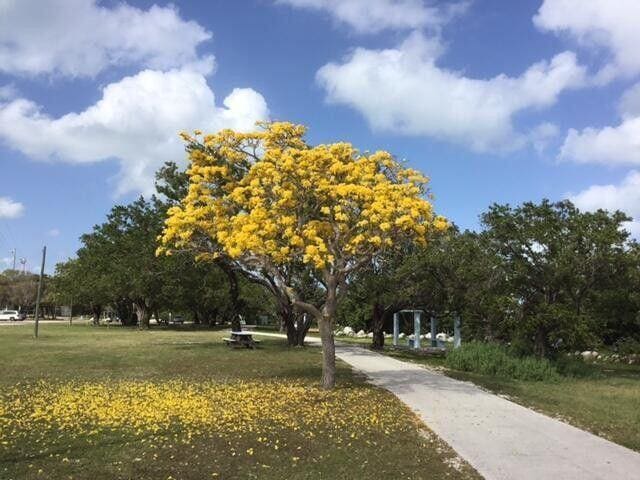 500 Burton Dr Unit 2205, Tavernier, FL 33070 - view of surrounding community