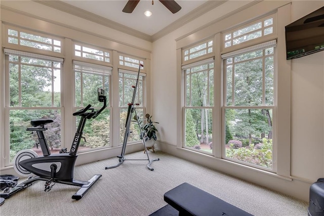 exercise area featuring ornamental molding, carpet, and ceiling fan