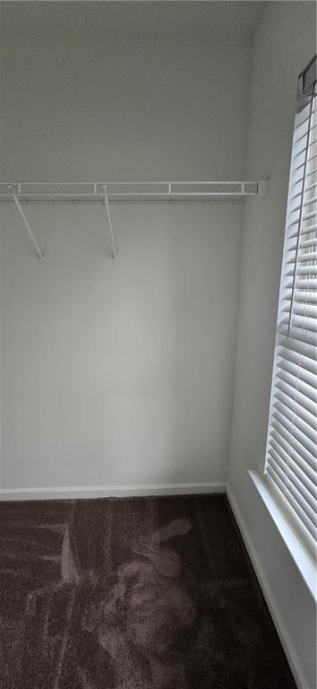 spacious closet featuring carpet flooring