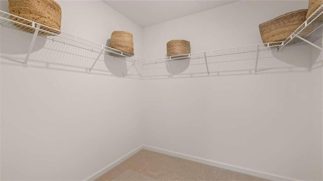 spacious closet featuring carpet floors