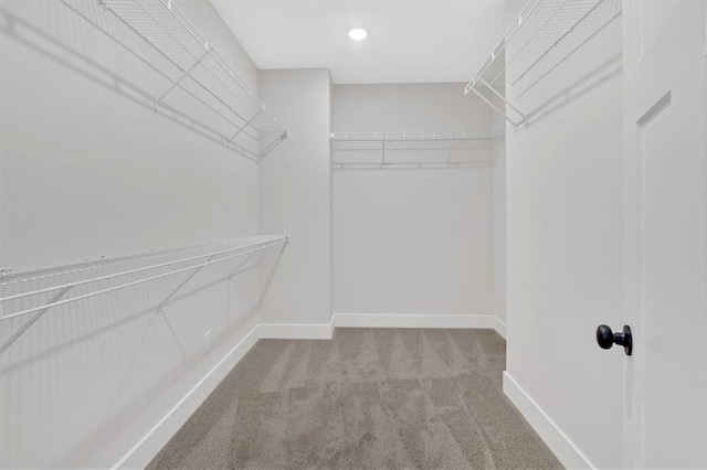 spacious closet featuring carpet