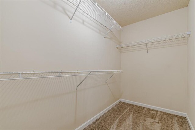 spacious closet featuring carpet