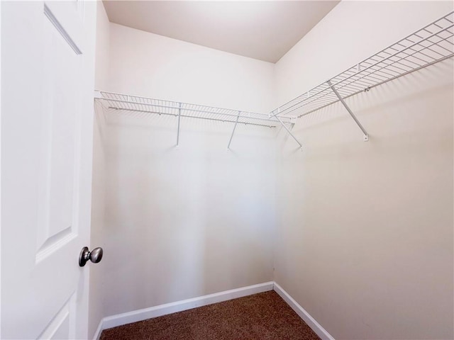 walk in closet with carpet flooring