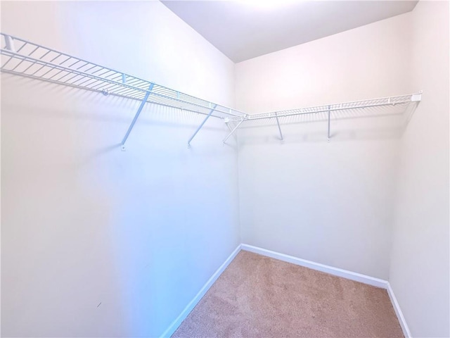 spacious closet featuring carpet