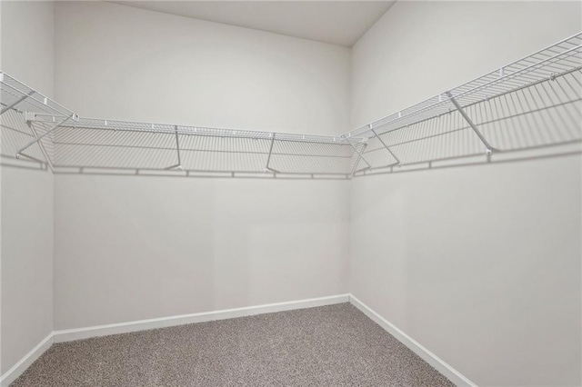 walk in closet with carpet flooring