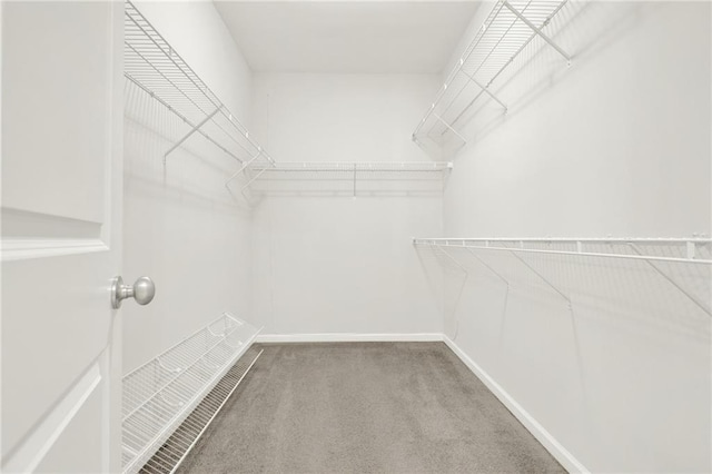 spacious closet featuring carpet