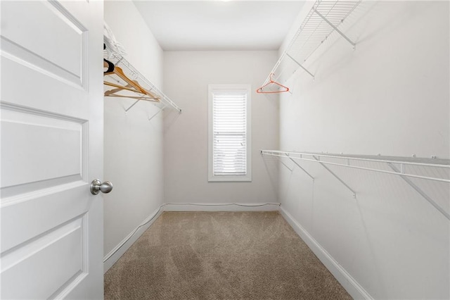 spacious closet featuring carpet