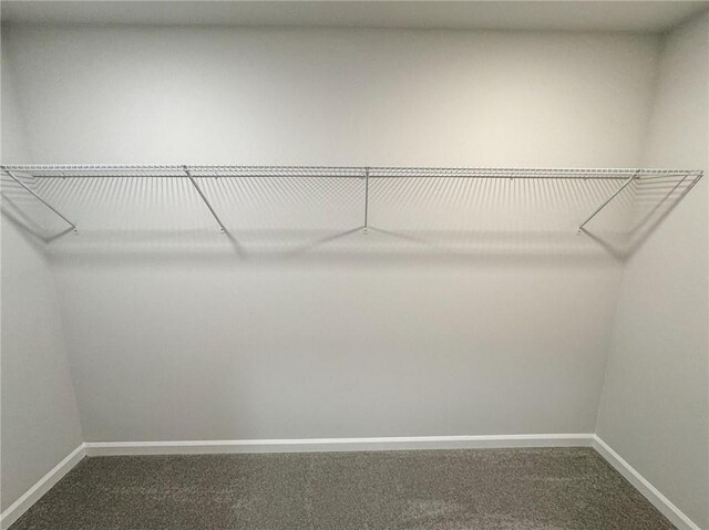spacious closet featuring carpet flooring