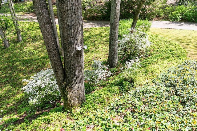 view of green lawn