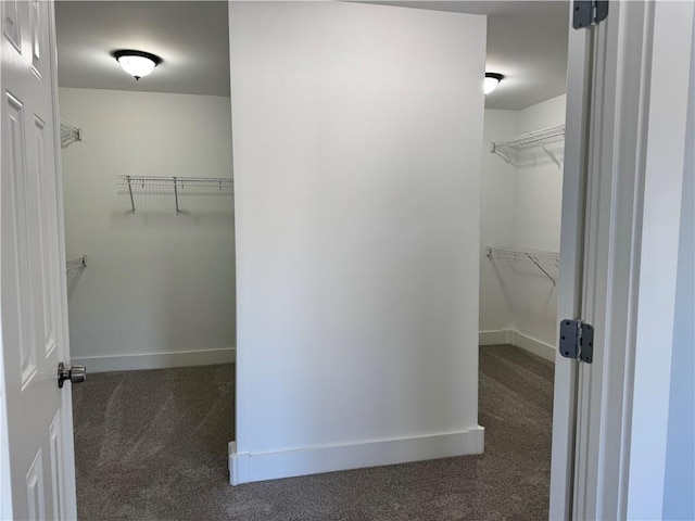 walk in closet featuring carpet floors