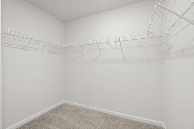 spacious closet featuring carpet flooring