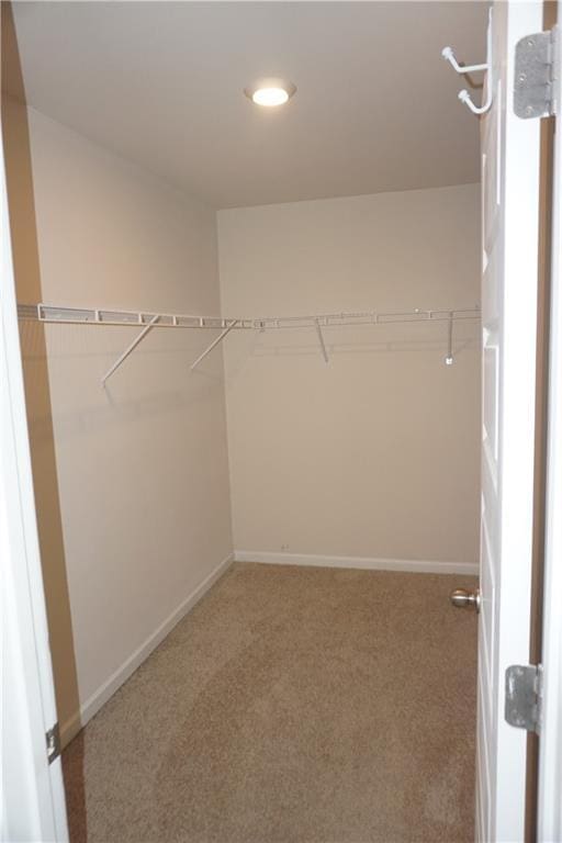 walk in closet featuring carpet flooring