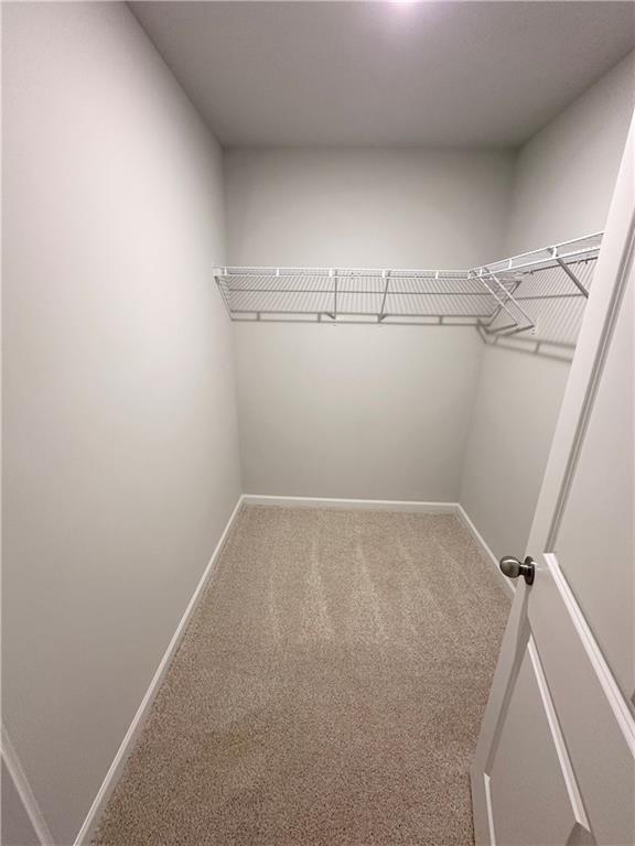 walk in closet with carpet floors