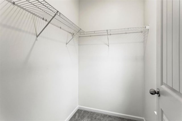 walk in closet with carpet floors