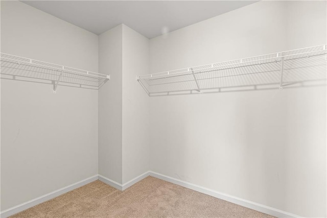 walk in closet with carpet flooring