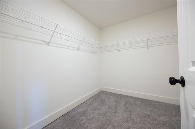 walk in closet with carpet flooring