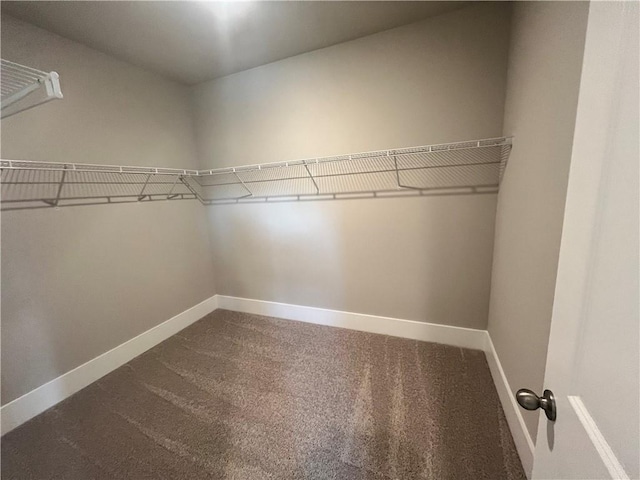 walk in closet with carpet flooring