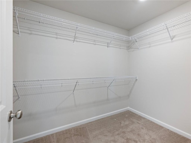 walk in closet featuring carpet flooring