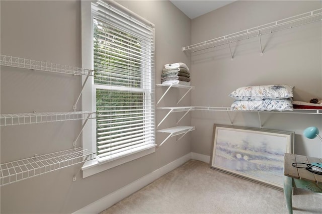 walk in closet featuring carpet flooring