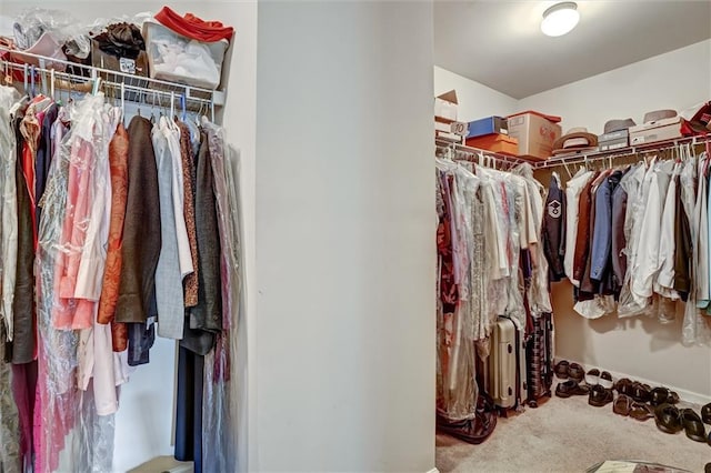 walk in closet with carpet