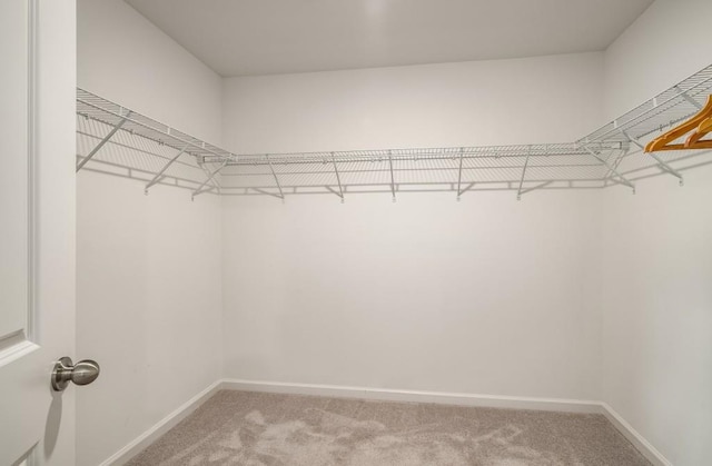 947 Edwin Ln, Sugar Hill, GA 30518 - walk in closet featuring light colored carpet