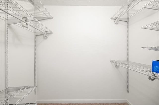 spacious closet featuring carpet